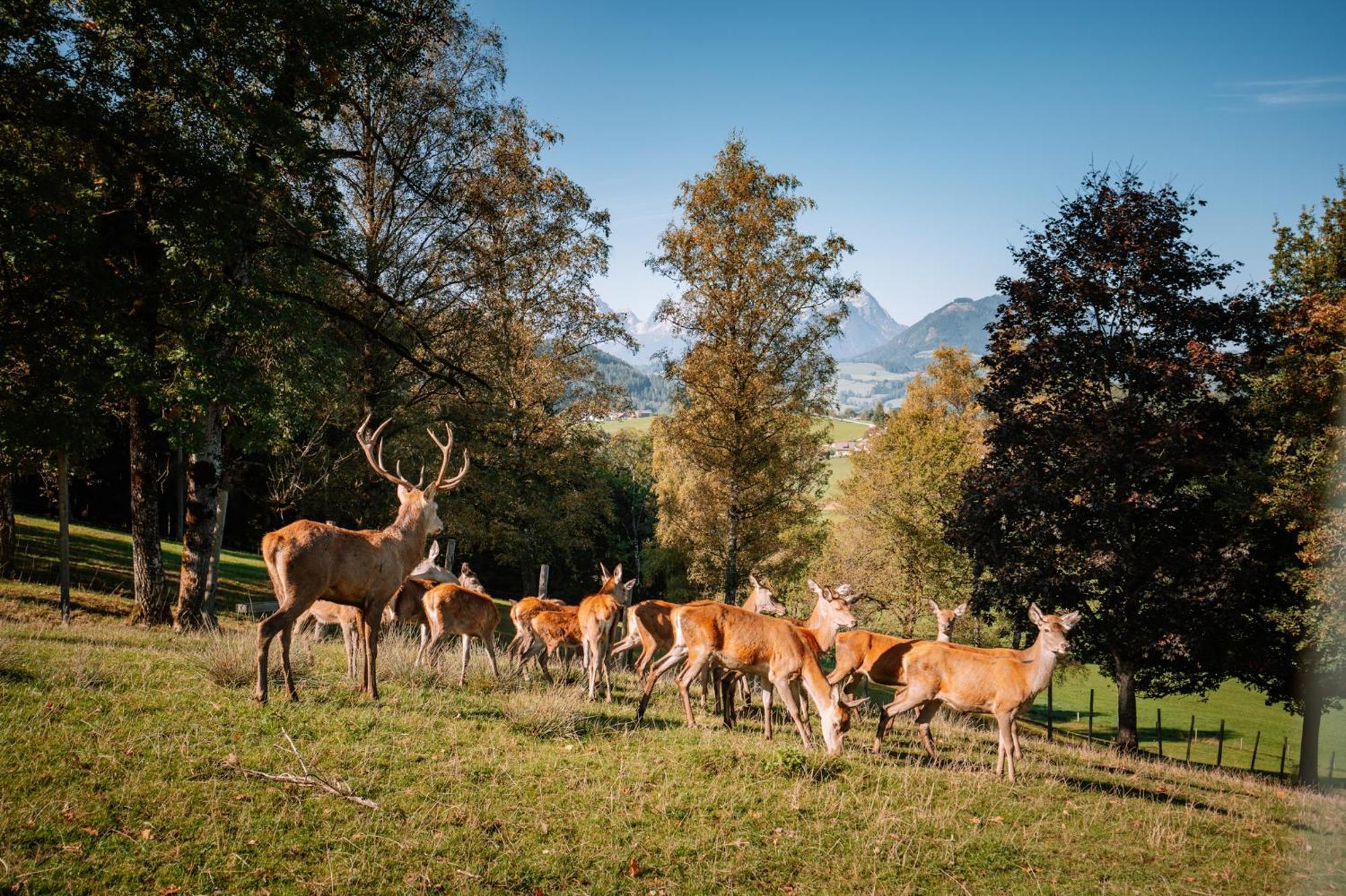 Hotel Sperlhof Windischgarsten Kültér fotó